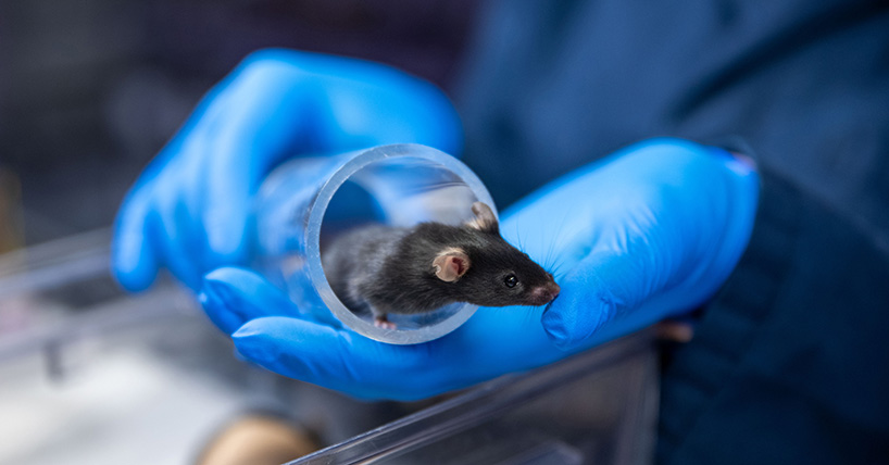 A mouse in a clear, plastic tunnel in the hands of a technician wearing blue gloves
